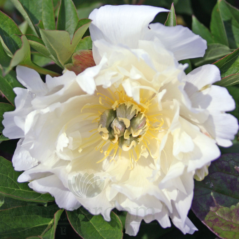 White Emperor | Warmerdam Paeonia